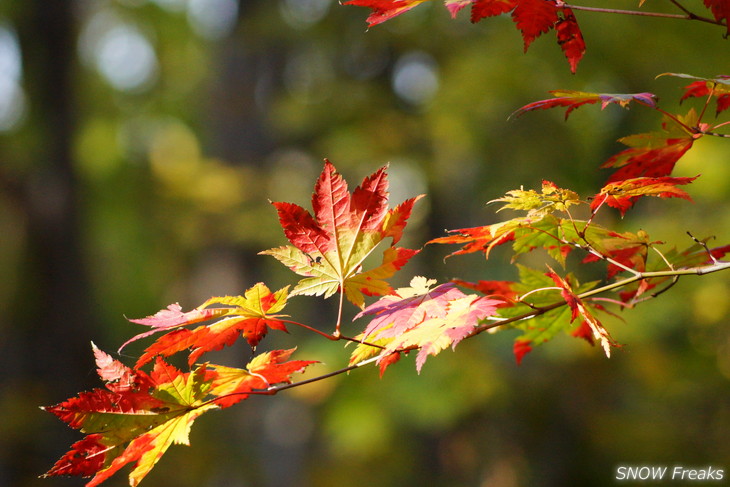 小樽天狗山 紅葉前線は、いよいよ山麓へ。