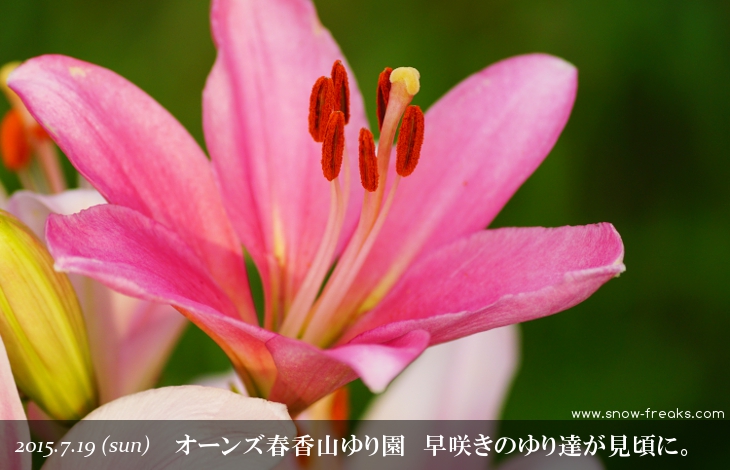 オーンズ春香山ゆり園