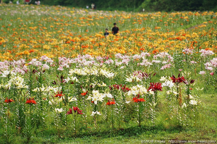 オーンズ春香山ゆり園