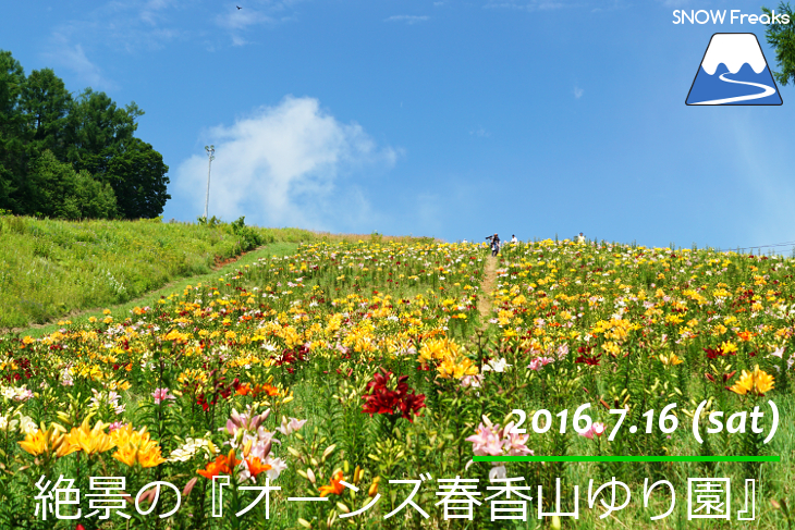 北海道最大級 213万輪のゆりの花 オーンズ春香山ゆり園 北海道雪山情報 Snowfreaks