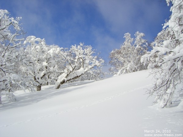 大雪山十勝岳バックカントリー 雪山レポート